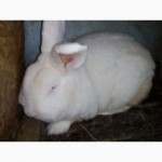 Кролики нзб Новозеландсикй белый