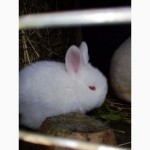 Кролики нзб Новозеландсикй белый