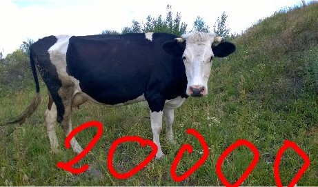 Фото 2. Продам корову черна-ряба молочна