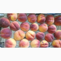 Продам крупный персик
