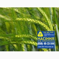 Семена озимой пшеницы Грация, урожай 2017 года от компании Дер Трей