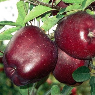 Продаю саженці яблук: Айдаред, Лігол, Глостер, Флоріна