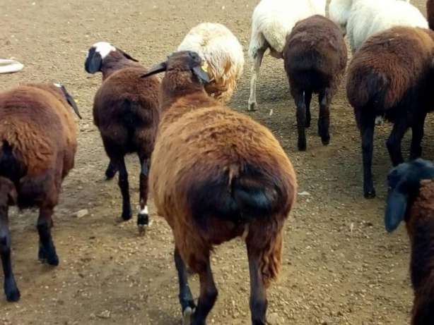 Фото 2. Продам курдючных баранов живым весом и тушками