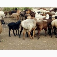 Продам курдючных баранов живым весом и тушками