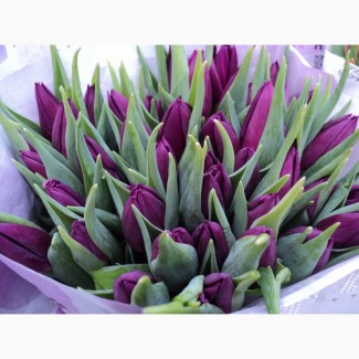 Продам оптом срезку цветов тюльпанов с Нидерландов