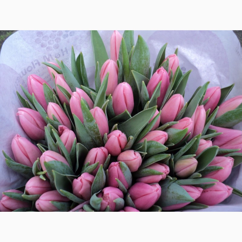 Фото 2. Продам оптом срезку цветов тюльпанов с Нидерландов