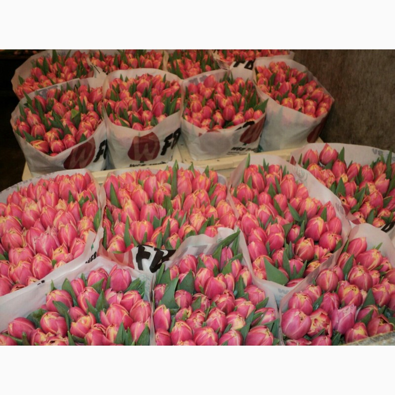 Тюльпаны оптом краснодарский край от производителя. 500 Тюльпанов. Тюльпаны на складе. Тюльпаны срезка склад. Сборщики тюльпанов.