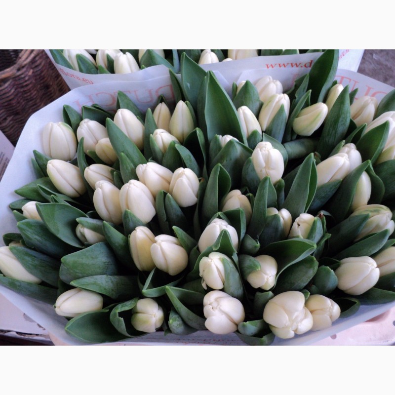 Фото 4. Продам оптом срезку цветов тюльпанов с Нидерландов