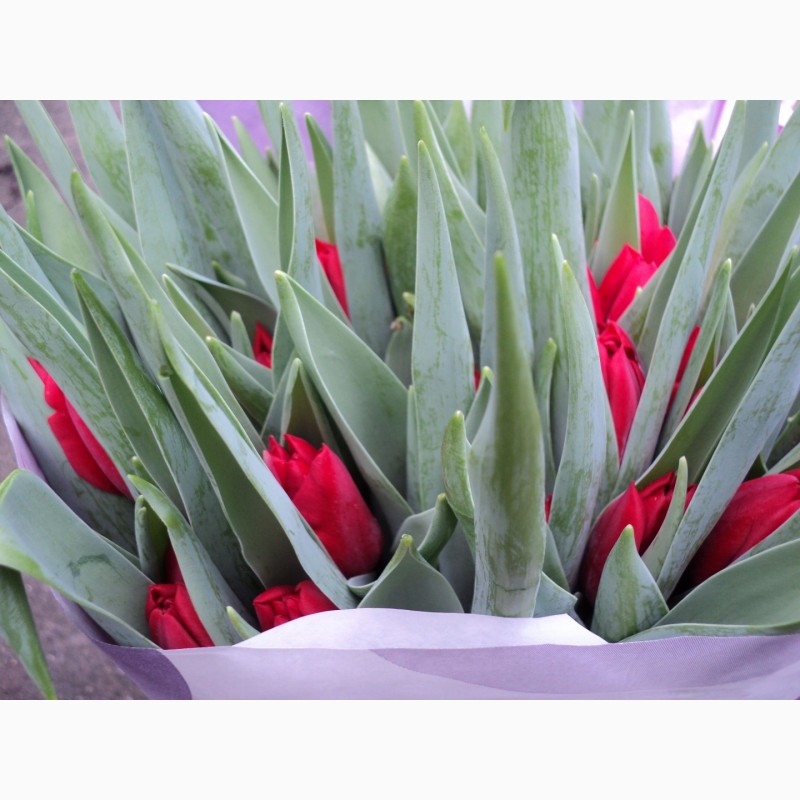 Фото 5. Продам оптом срезку цветов тюльпанов с Нидерландов