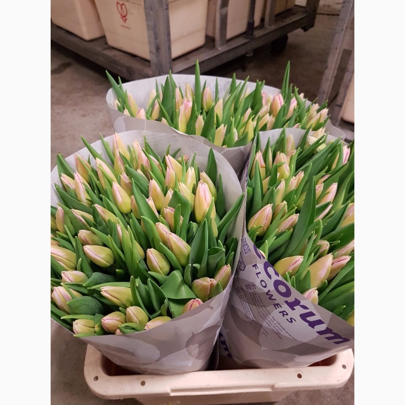 Фото 8. Продам оптом срезку цветов тюльпанов с Нидерландов
