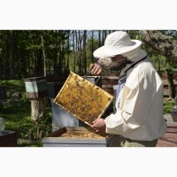 Натуральний соняшниковий мед від Бази лісу 1 літр