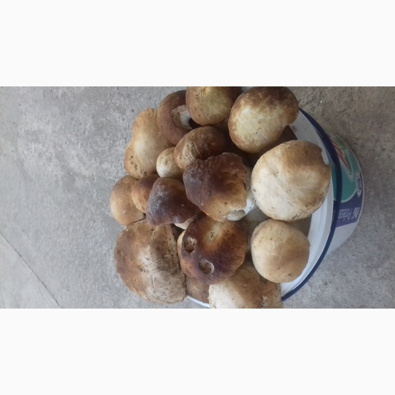 Фото 2. Продам гриби сушені 2018 року. Є в наявності і свіжі гриби з лісу