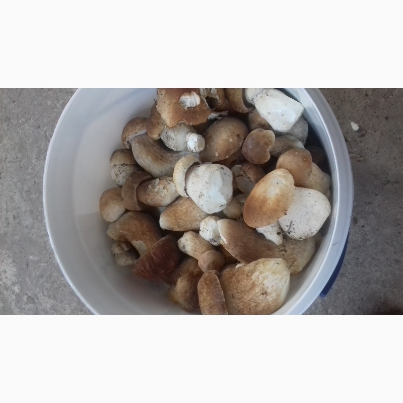 Фото 3. Продам гриби сушені 2018 року. Є в наявності і свіжі гриби з лісу