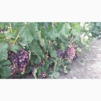 Продам ягоды винограда столовых и винных сортов