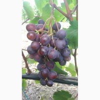 Продам ягоды винограда столовых и винных сортов
