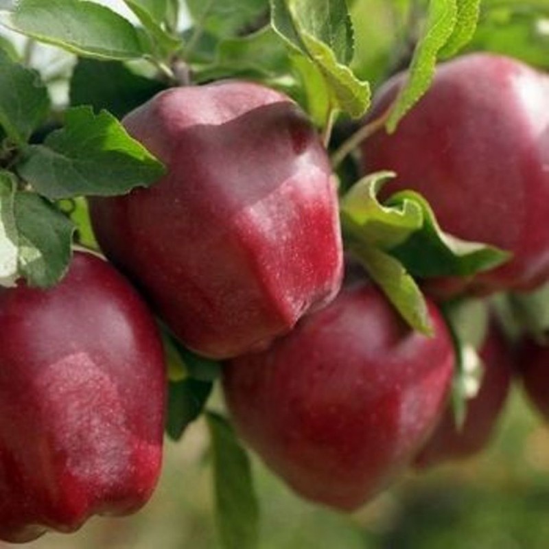 Фото 2. Продам Яблука з молодого саду Зимніх Сортів
