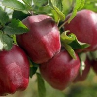 Продам Яблука з молодого саду Зимніх Сортів
