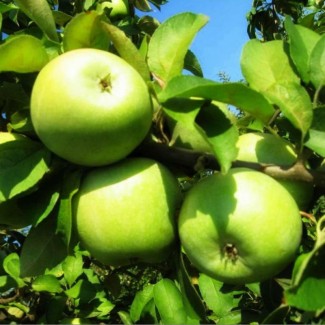 Продам Яблука з молодого саду Зимніх Сортів