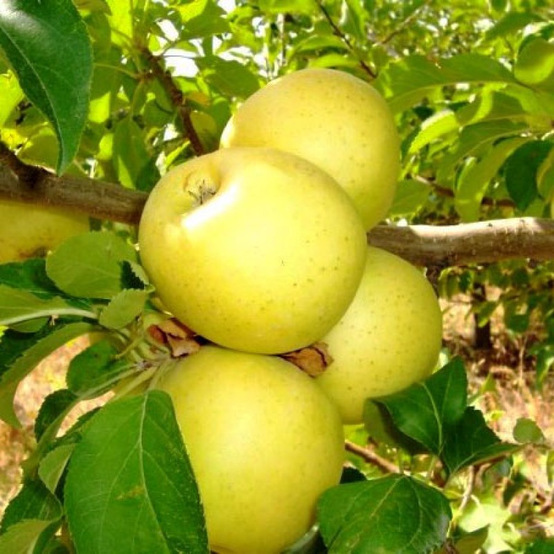 Фото 3. Продам Яблука з молодого саду Зимніх Сортів