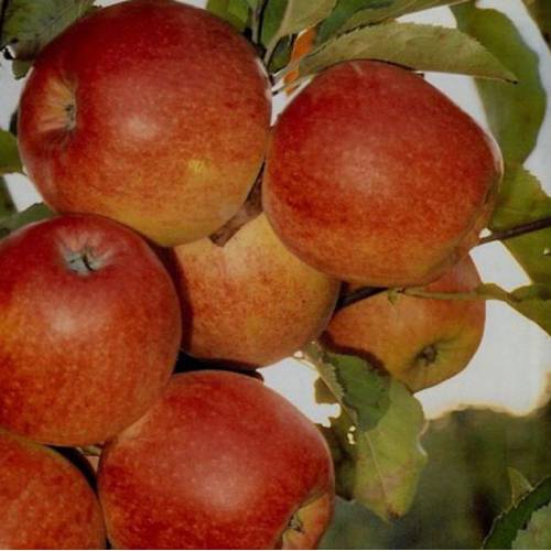 Фото 4. Продам Яблука з молодого саду Зимніх Сортів