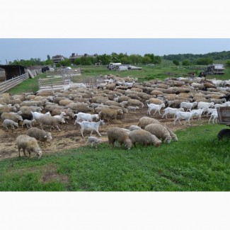 Продам баранину живым весом, своя ферма, Киевская область