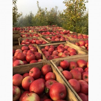 Фермерське господарство реалізує яблука