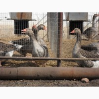ПП «ППП «Раздольное» реализует поголовье племенных самцов гусей