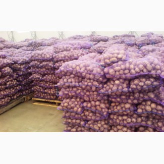 Продам картоплю опт 22 тонни