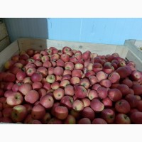 Продам яблука ризных сортив з холодыльныка газовани в наявности багато сортив