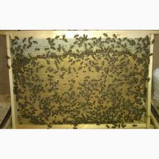 Продам бджолосімї або відводки