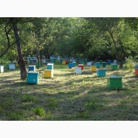Бджоломатки української степової породи бджіл