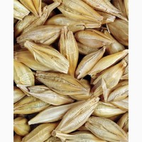 Яровой ячмень ASPEN семена трансгенного сорта Урожай 16 тонн