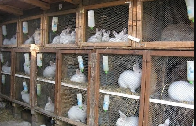 Фото 3. Комбикорм для кроликов с травяной мукой, мешок 30кг
