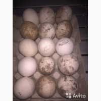 Продам яйцо гусиное