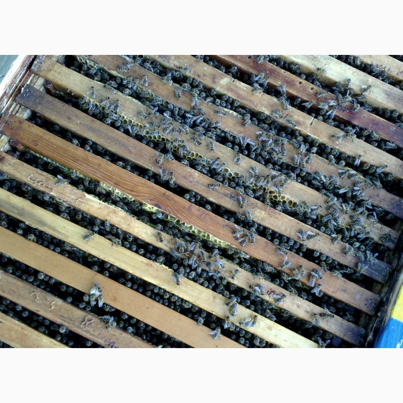 Продам бджолосімї, бджоли, пасіка