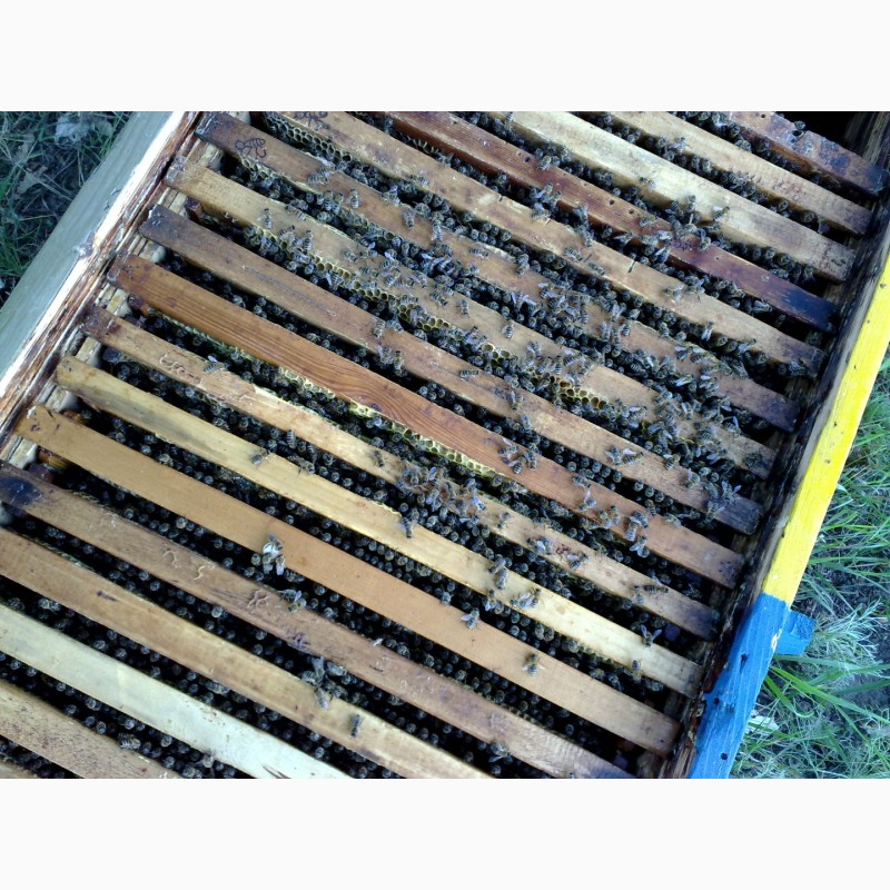 Фото 2. Продам бджолосімї, бджоли, пасіка