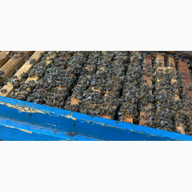 Фото 3. Продам бджолосімї, бджоли, пасіка