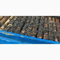 Продам бджолосімї, бджоли, пасіка