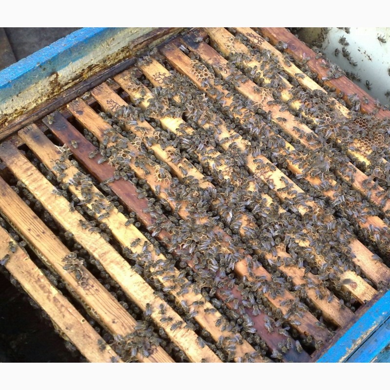 Фото 4. Продам бджолосімї, бджоли, пасіка