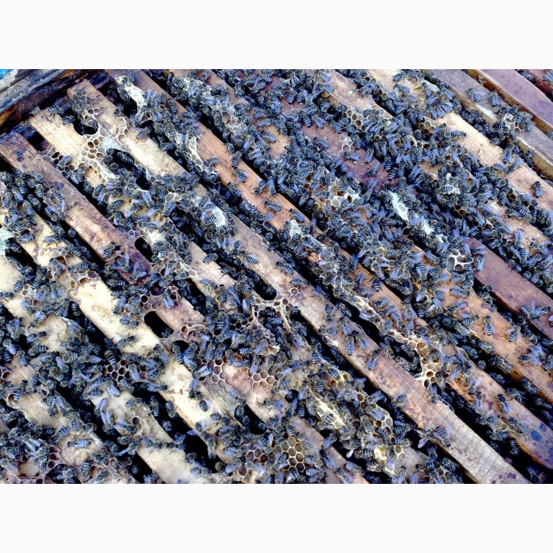 Фото 5. Продам бджолосімї, бджоли, пасіка