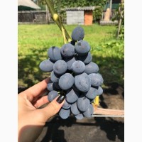 Ягода винограду Сфінкс