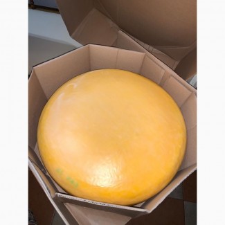 Сыр Маасдам 45%. Головка ~12 кг. (Нидерланды)