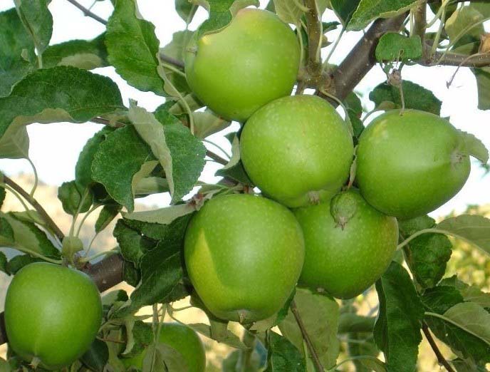 Фото 3. Продам найкрасивіші яблука Гренні Сміт! Дуже великі, сочні та красиві