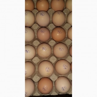 Инкубационное яйцо Бройлера оптом и в розницу