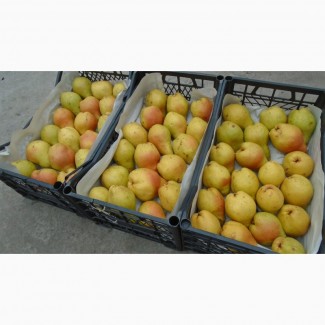 Продам грушу яблунівську