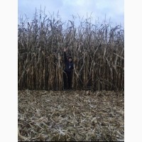 Семена кукурузы Плевен ФАО 270 (Майсадур) 2019