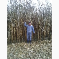 Семена кукурузы Плевен ФАО 270 (Майсадур) 2019