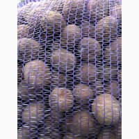 Продам семенной картофель сорт Гала, к.анна, санте, цифра, белороса лабелла