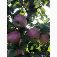 Продаємо гарне яблуко Грені Сміт, Голден Делішес, Фуджі, Ред Делішес