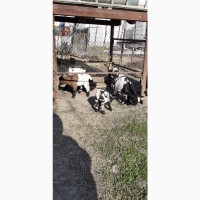 Продам камерунських козенят
